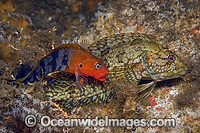 Hairy Blenny male and female mating Photo - Michael Patrick O'Neill