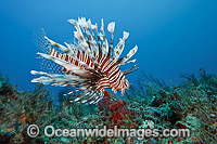 Volitans Lionfish in coral reef Photo - Michael Patrick O'Neill