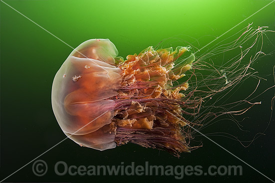 Lions Mane Jellyfish Cyanea capillata photo