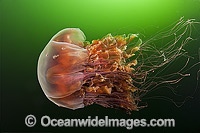 Lions Mane Jellyfish Cyanea capillata Photo - Michael Patrick O'Neill