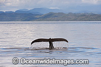 Humpback Whale tail fluke Photo - Michael Patrick O'Neill