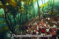 Kelp Forest Vancouver Island Photo - Michael Patrick O'Neill