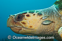 Loggerhead Sea Turtle and fish Photo - Michael Patrick O'Neill