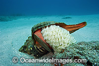 Horse Conch laying eggs Photo - Michael Patrick O'Neill