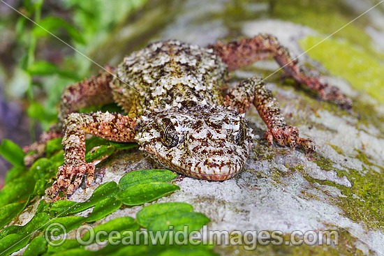 Leaf-tailed Gecko on Palm photo