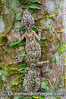 Leaf-tailed Gecko on Palm Photo - Gary Bell