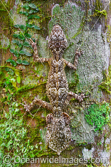 Leaf-tailed Gecko on Palm photo