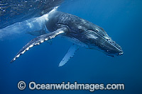 Humpback Whale calf Photo - Vanessa Mignon