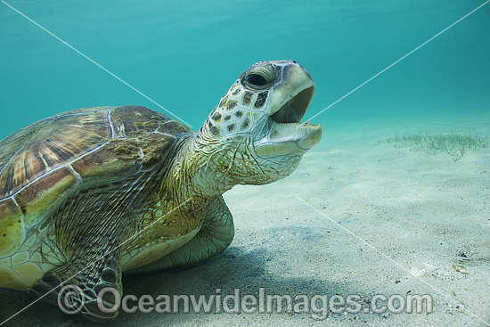 Green Sea Turtle Lord Howe Island photo