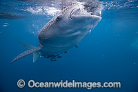 Whale Shark gulping at surface Photo - Vanessa Mignon