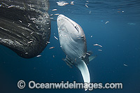 Whale Shark near fish in net Photo - Vanessa Mignon