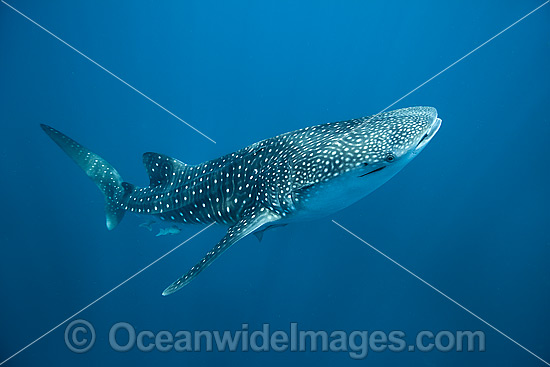 Whale Shark underwater photo