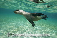 Galapagos Sea Lion underwater Photo - Vanessa Mignon