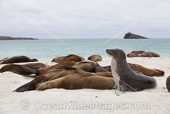 Galapagos Sea Lion resting on beach photo