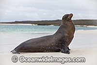 Galapagos Sea Lion Zalophus wollebaeki Photo - Vanessa Mignon