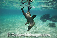 Galapagos Sea Lion Galapagos Island Photo - Vanessa Mignon