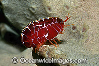 Coral Hopper Amphipod Photo - Gary Bell