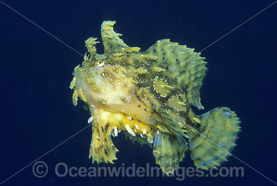 Sargassum Anglerfish photo