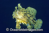 Sargassum Anglerfish Photo - Gary Bell
