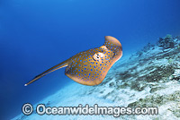 Blue-spotted Fantail Stingray Photo - Gary Bell
