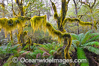 Gondwana Rainforest Photo - Gary Bell