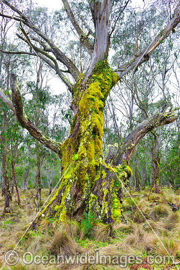 Moss covered Eucalypt tree photo