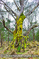 Moss covered Eucalypt tree Photo - Gary Bell