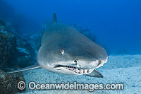 Grey Nurse Shark Photo - Gary Bell