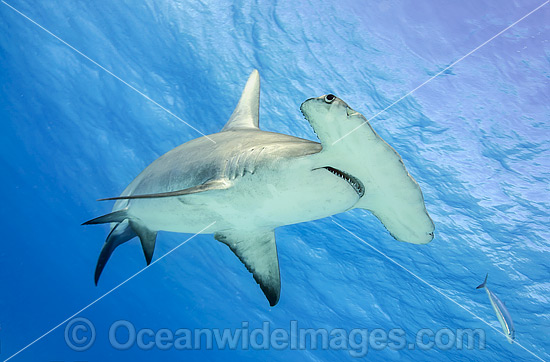 Great Hammerhead Shark photo
