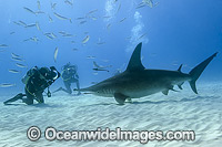 Great Hammerhead Shark & Diver Photo - Michael Patrick O'Neill