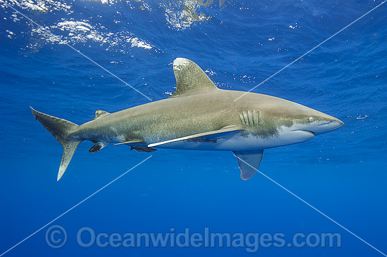 Oceanic Whitetip Shark photo