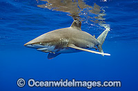 Oceanic Whitetip Shark Photo - Michael Patrick O'Neill