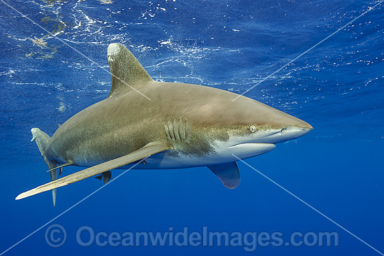 Oceanic Whitetip Shark photo