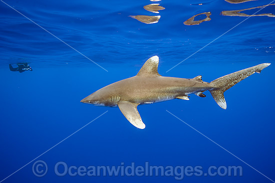 Diver with Oceanic Whitetip Shark photo