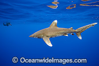 Diver with Oceanic Whitetip Shark Photo - Michael Patrick O'Neill