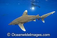Diver with Oceanic Whitetip Shark Photo - Michael Patrick O'Neill