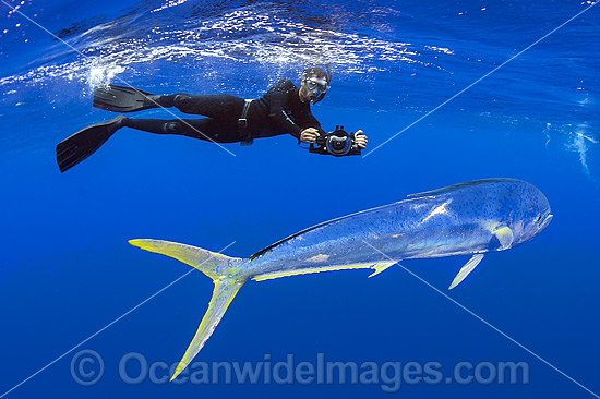 Diver and Dolphinfish photo