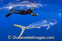 Diver and Dolphinfish Photo - Michael Patrick O'Neill