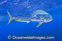 Dolphinfish Photo - Michael Patrick O'Neill