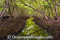 Mangroves Coffs Harbour Photo - Gary Bell