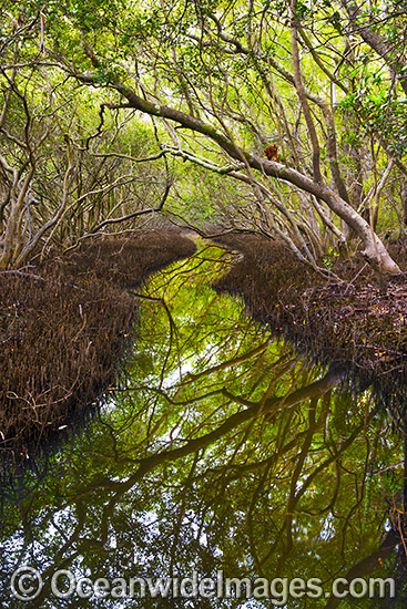 Mangrove Forest Coffs Harbour Photo Image