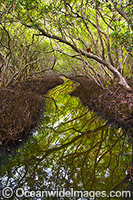 Mangrove Forest Coffs Harbour Photo - Gary Bell