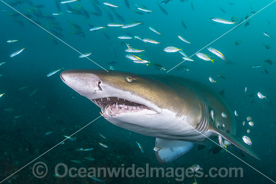 Grey Nurse Shark with baitfish photo