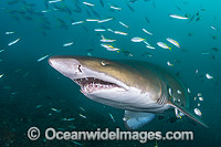 Grey Nurse Shark with baitfish Photo - Gary Bell