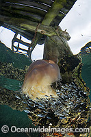 Lions Mane Jellyfish with pelagic fish Photo - Hayley Versace