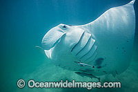 Reef Manta Ray Photo - Hayley Versace