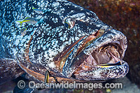 Black Cod cleaned by wrasse Photo - Gary Bell