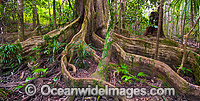 Blue Quandong Tree Roots Photo - Gary Bell