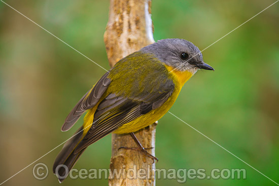 Eastern Yellow Robin photo