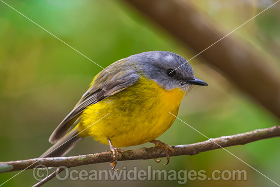 Eastern Yellow Robin photo